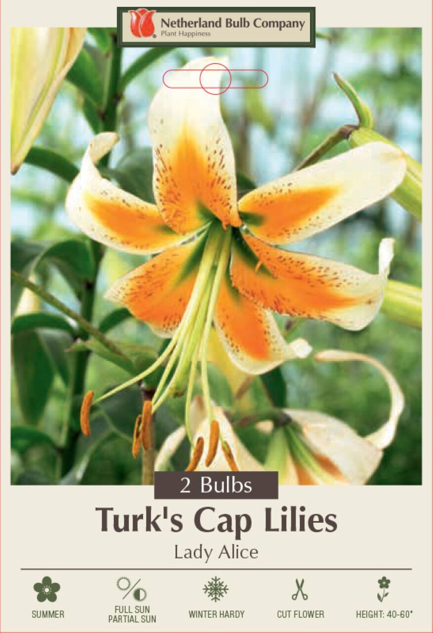 Rare Lady Alice Heirloom Turk's Cap Lily - 2 Bulbs - 14/16cm - New